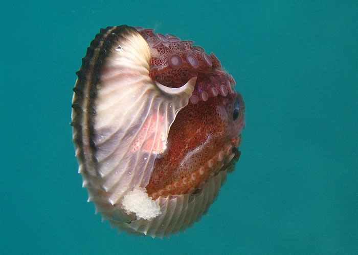 Close-up of a unique underwater animal displaying its shell and vibrant colors, illustrating weird animal facts.