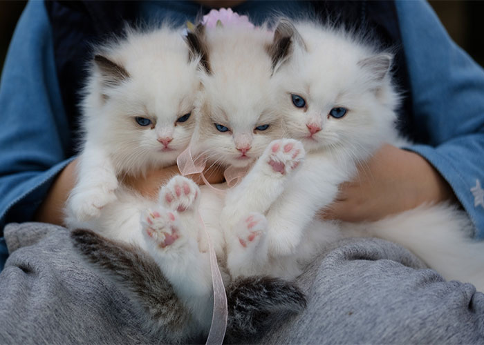 Three fluffy white kittens with blue eyes held closely, illustrating weirdest animal facts about unique animal traits.