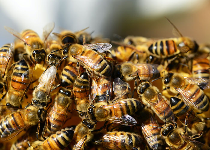 Close-up of a swarm of bees with detailed focus on their wings and striped bodies, showcasing weird animal facts.