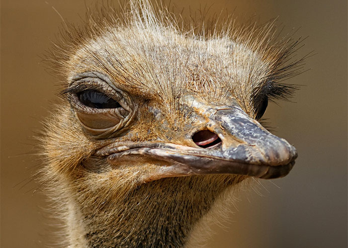 Close-up of an ostrich showing detailed features related to weirdest animal facts and unique wildlife characteristics.