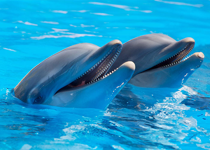 Two dolphins with open mouths swimming in clear blue water, illustrating weird animal facts known by people.