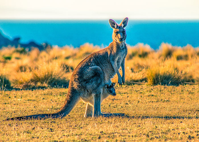 Kangaroo with joey in pouch standing in open grassland, illustrating weirdest animal facts in nature.