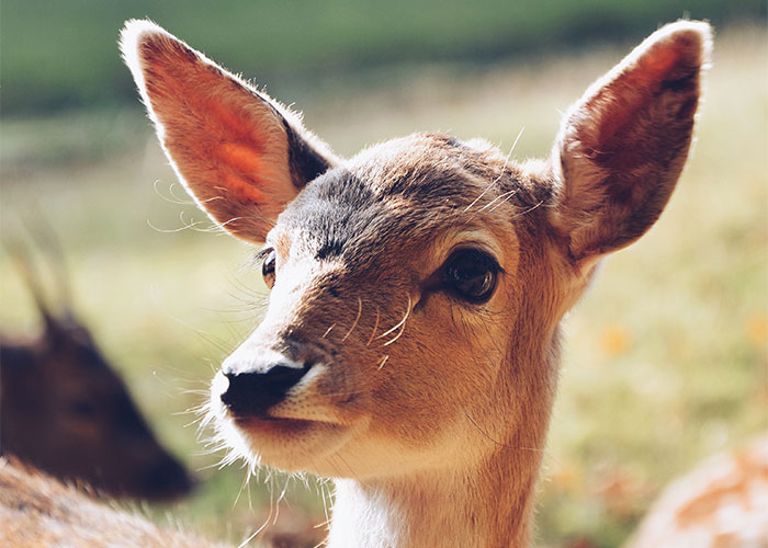 Close-up of a young deer with large ears in natural light, illustrating weirdest animal facts shared by people.