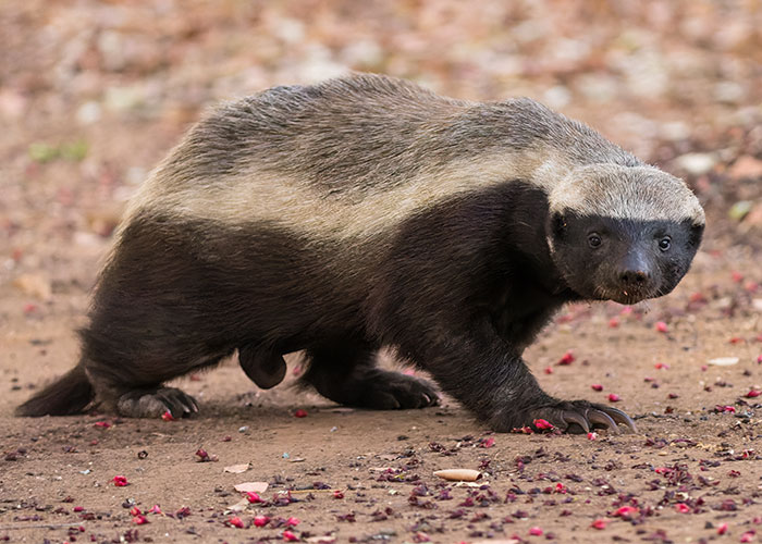 Honey badger walking on dirt ground with scattered seeds, illustrating weirdest animal facts shared by people.