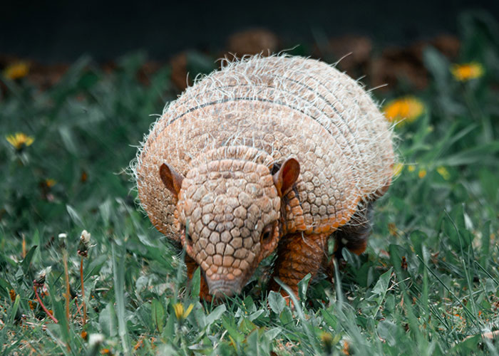 Small armadillo with a textured shell walking through grass and yellow wildflowers showcasing weird animal facts