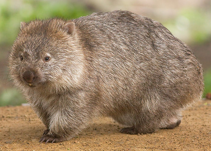 Close-up of a wombat with coarse fur, illustrating one of the weirdest animal facts shared by 28 people.