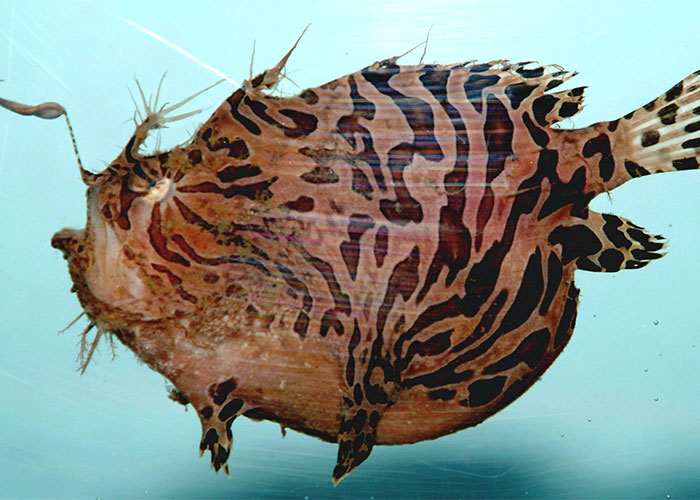 Unusual fish with striped patterns underwater illustrating weirdest animal facts shared by people.