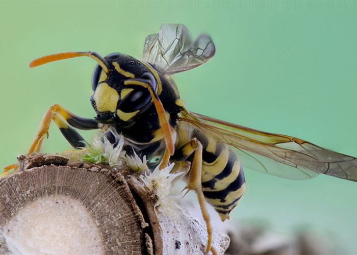 Close-up of a wasp on a branch showcasing unique details for weirdest animal facts about insects.