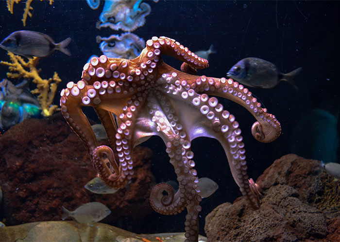 Octopus with curled tentacles swimming in an aquarium surrounded by fish, showcasing weirdest animal facts.