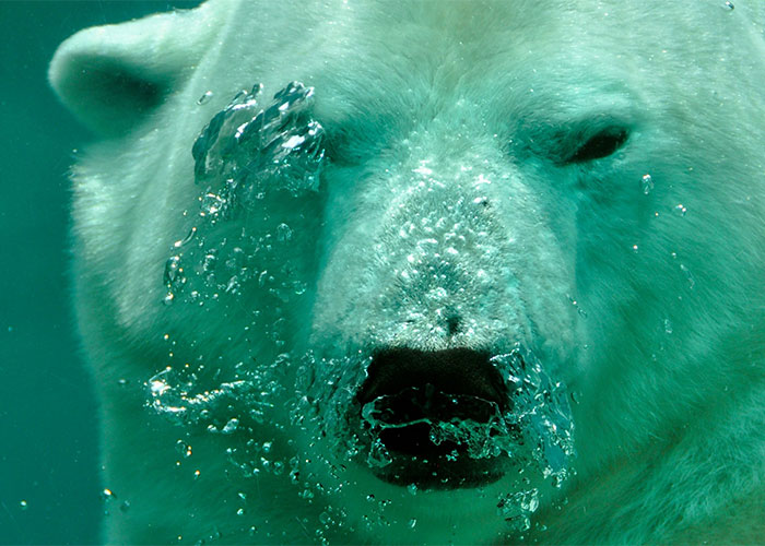 Close-up of a polar bear underwater with bubbles, illustrating weirdest animal facts shared by people.