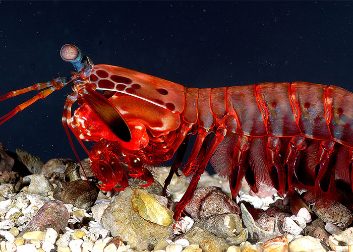 Close-up of a mantis shrimp showcasing vivid colors and unique anatomy as part of weirdest animal facts collection.