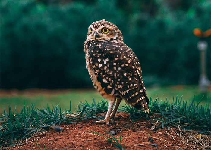 Burrowing owl standing on soil surrounded by grass, showcasing a unique animal fact in a natural outdoor setting.