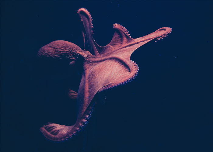 Octopus swimming in dark water, highlighting unusual features for weirdest animal facts and marine life curiosity.
