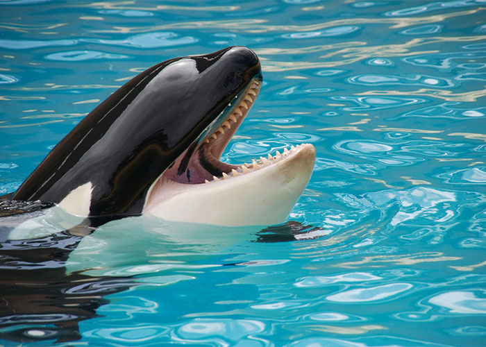 Orca whale with mouth open showing sharp teeth while swimming in clear blue water, weird animal facts concept.