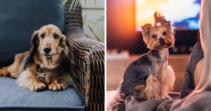 What Do Dogs Like to Watch on TV