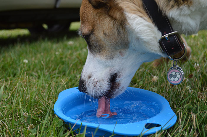 Dog drinking from a blue bowl outdoors, exploring healthy drink options besides water. Dog drinking from a blue bowl outdoors, exploring healthy drink options besides water.