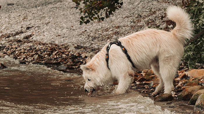 Dog drinking from a stream, wearing a harness, highlighting options for dogs to drink besides water. Dog drinking from a stream, wearing a harness, highlighting options for dogs to drink besides water.