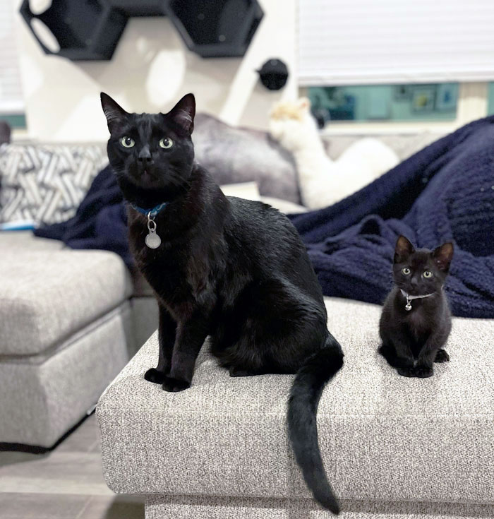 Happy Thanksgiving From Atticus And Suki