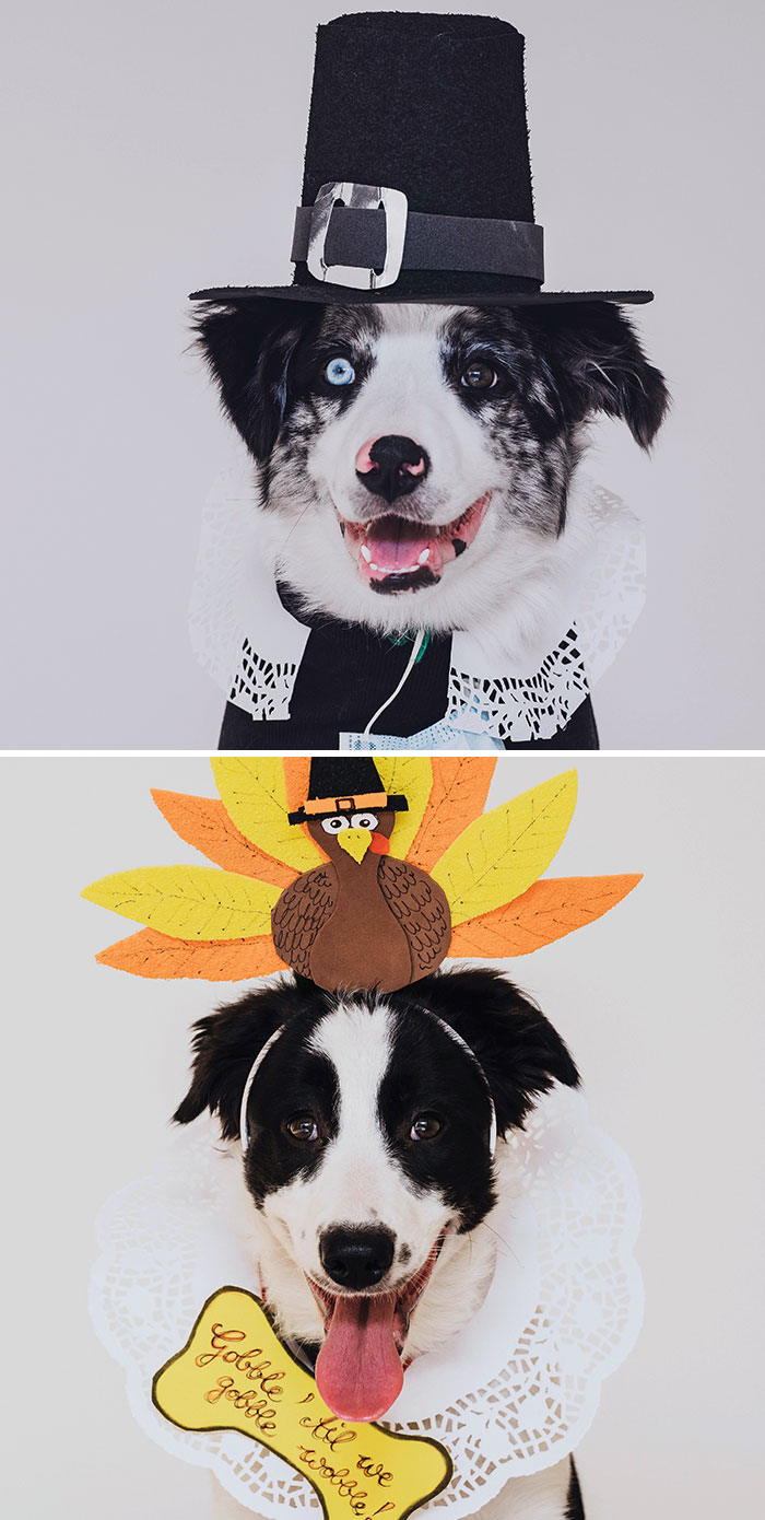 I Celebrated Thanksgiving Only With My Hubby And Our Dogs