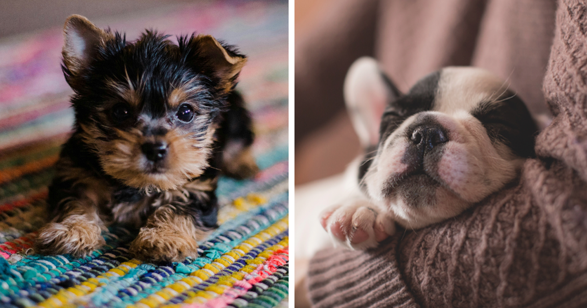 Why Are Dogs so Expensive: Getting and owning a Puppy | Bored Panda