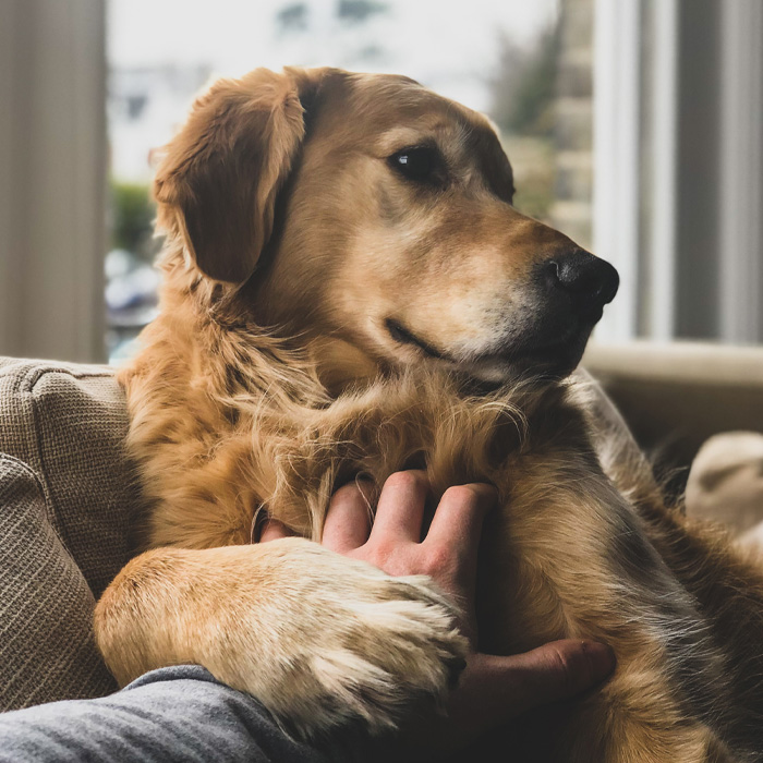 Golden Retriever being petted, showcasing dogs' happiness and bond with humans, a key psychological reason for their joy.