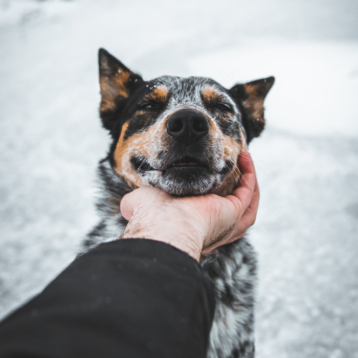 Person gently petting a happy dog, illustrating the psychological reasons dogs are joyful with humans.