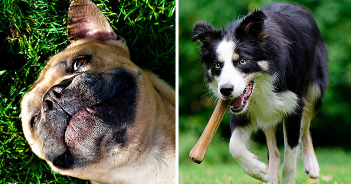Uncovering the Instinct: Why Do Dogs Bury Bones and Toys?