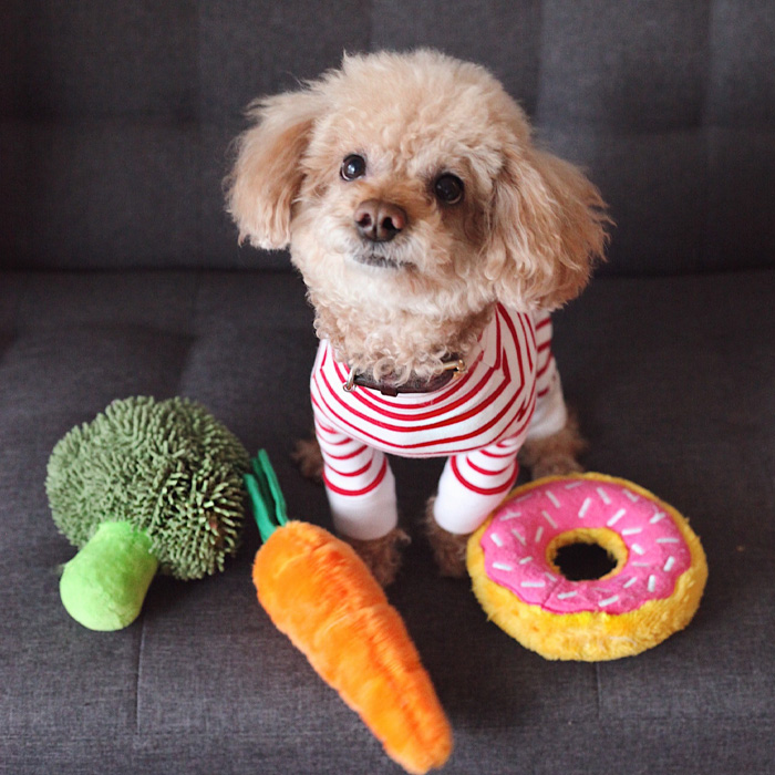 Small dog in striped outfit with plush toys on the couch, showcasing typical dog greeting behavior.