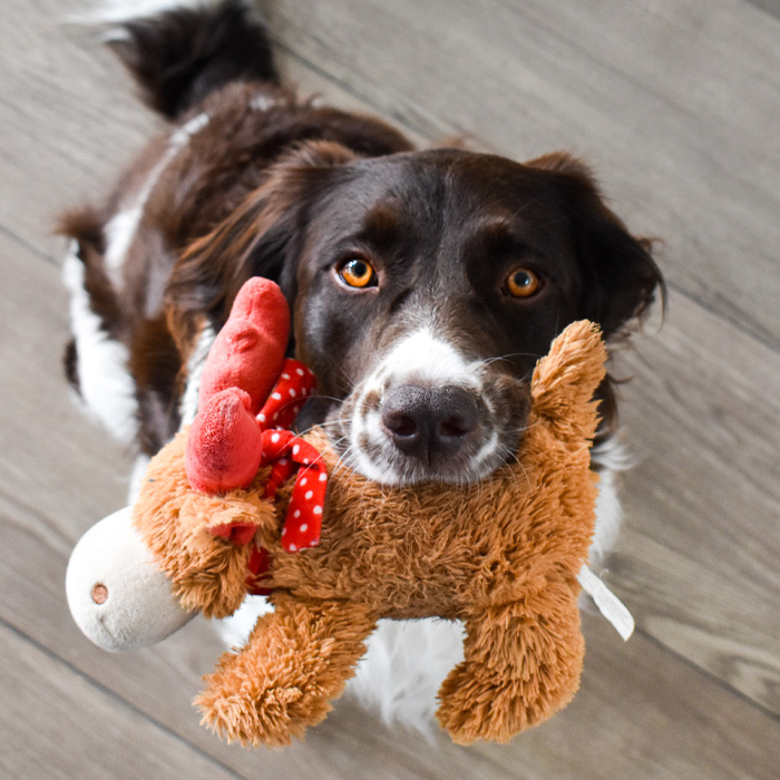 Dog holding a plush toy in its mouth, waiting at home for the owner's arrival.