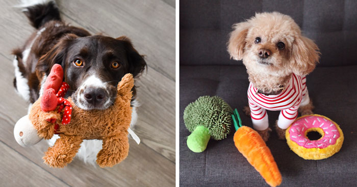 Why Do Dogs Greet You with Toys When You Get Home?