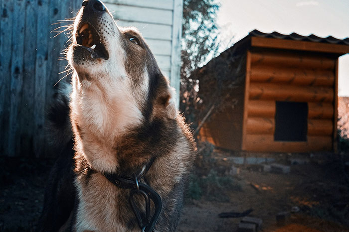 Dog howling near dog house.