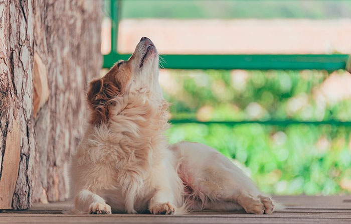 Dog lying on porch.