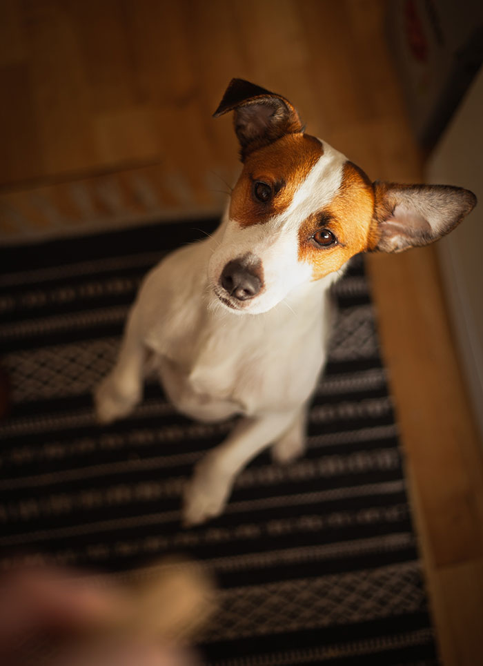 White and brown short coated dog-sitting standing on a rug.