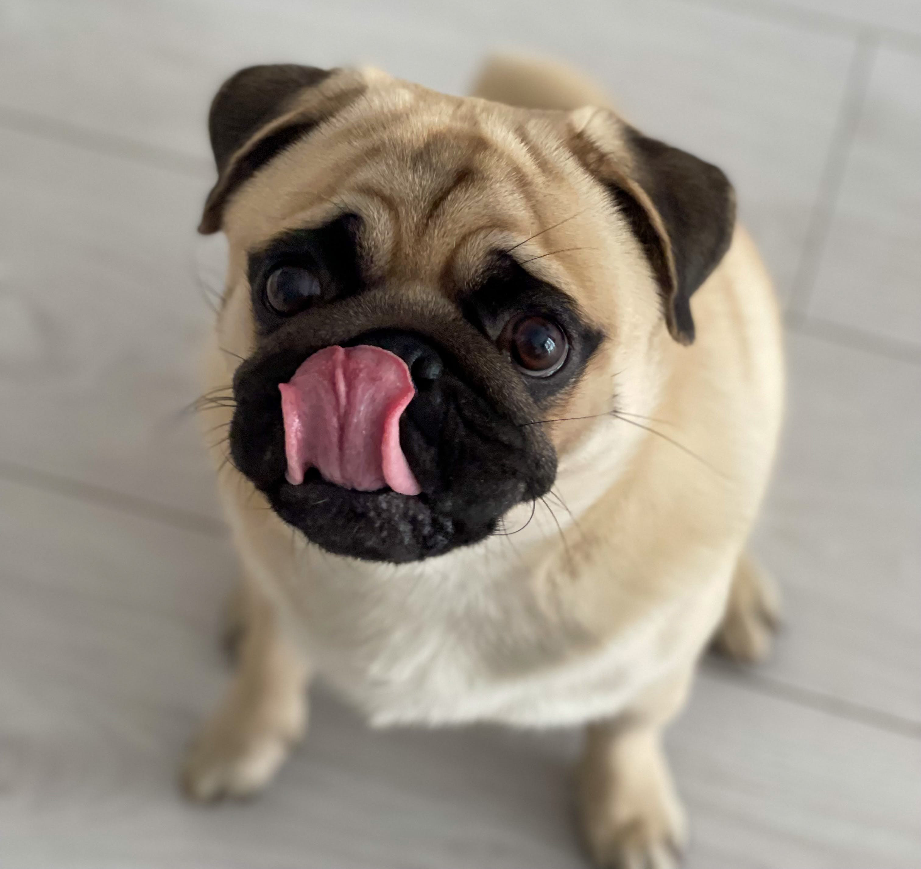 Pug licking the air, demonstrating common dog behavior explained by vets.