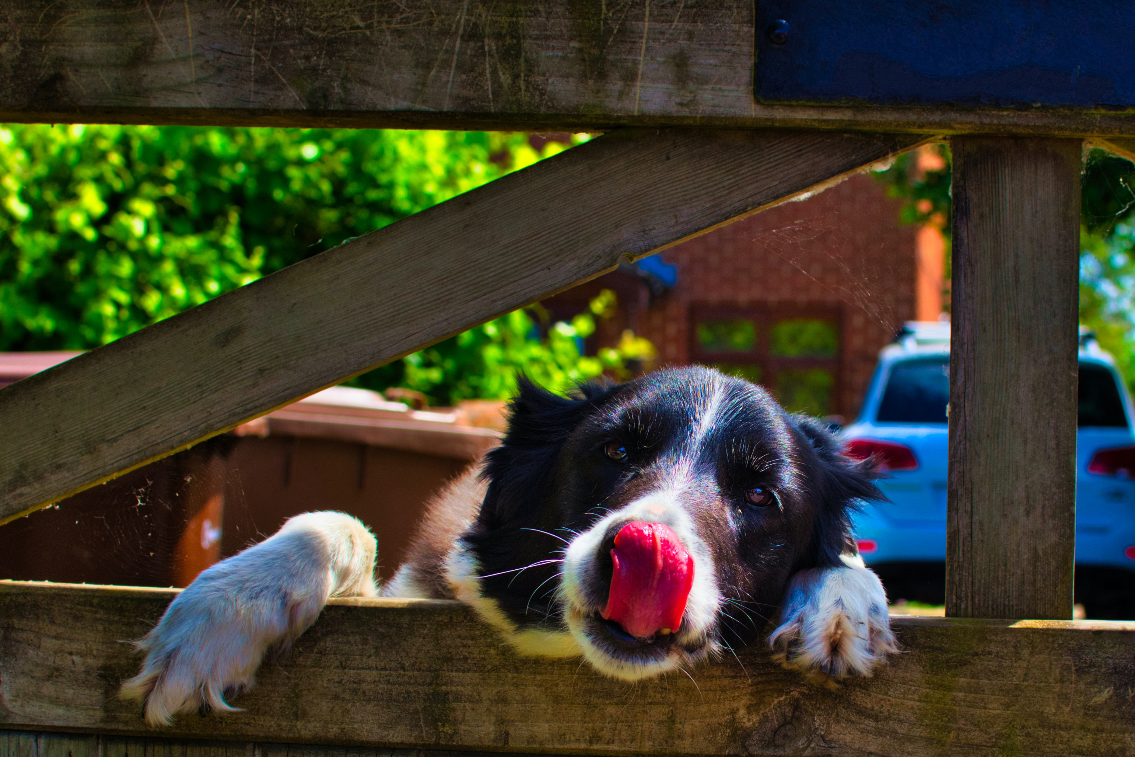 Dog licking the air while leaning over a wooden fence in a garden setting.