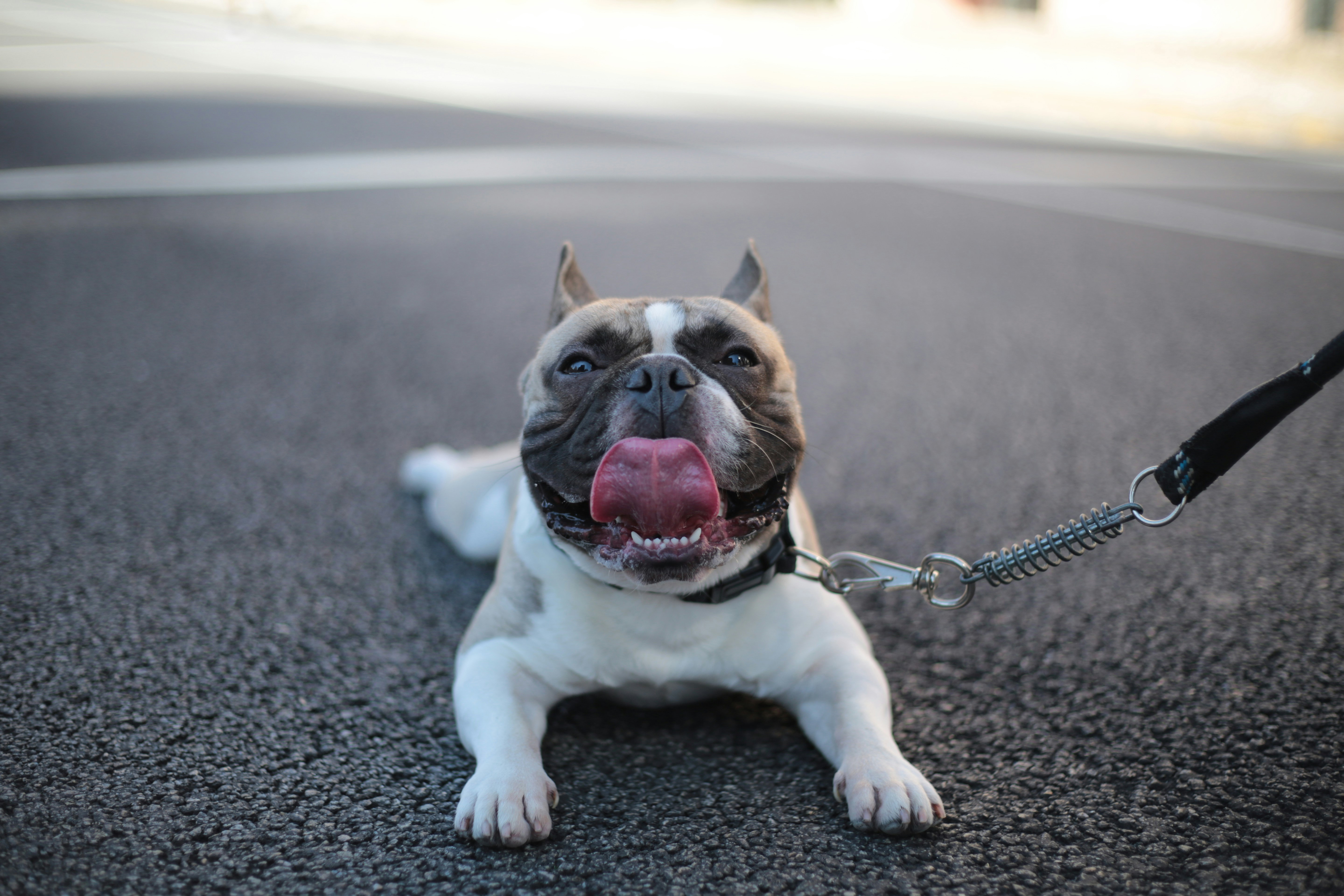 Dog with tongue out on pavement, illustrating why dogs lick the air, leashed and lying down.
