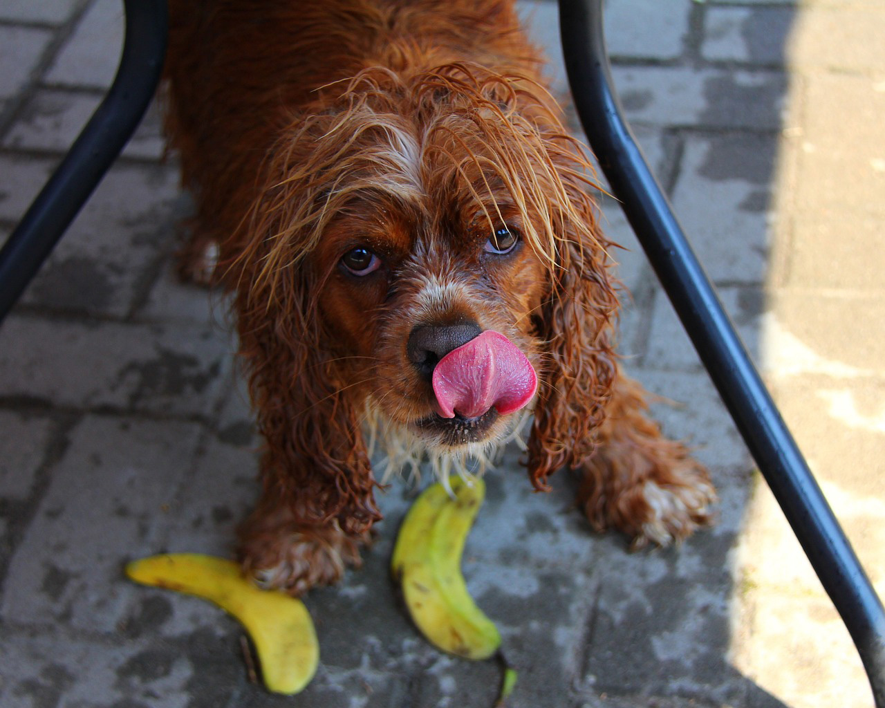 Dog licking the air under a table with banana peels.