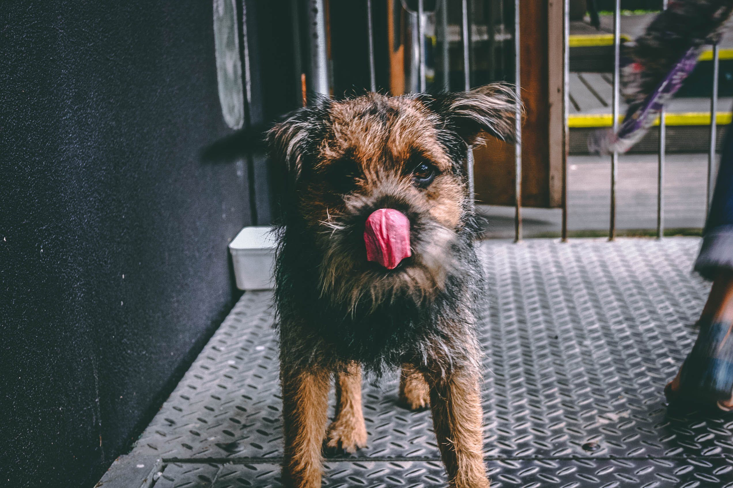 Dog licking the air near a black wall, showcasing typical behavior explained by vets.