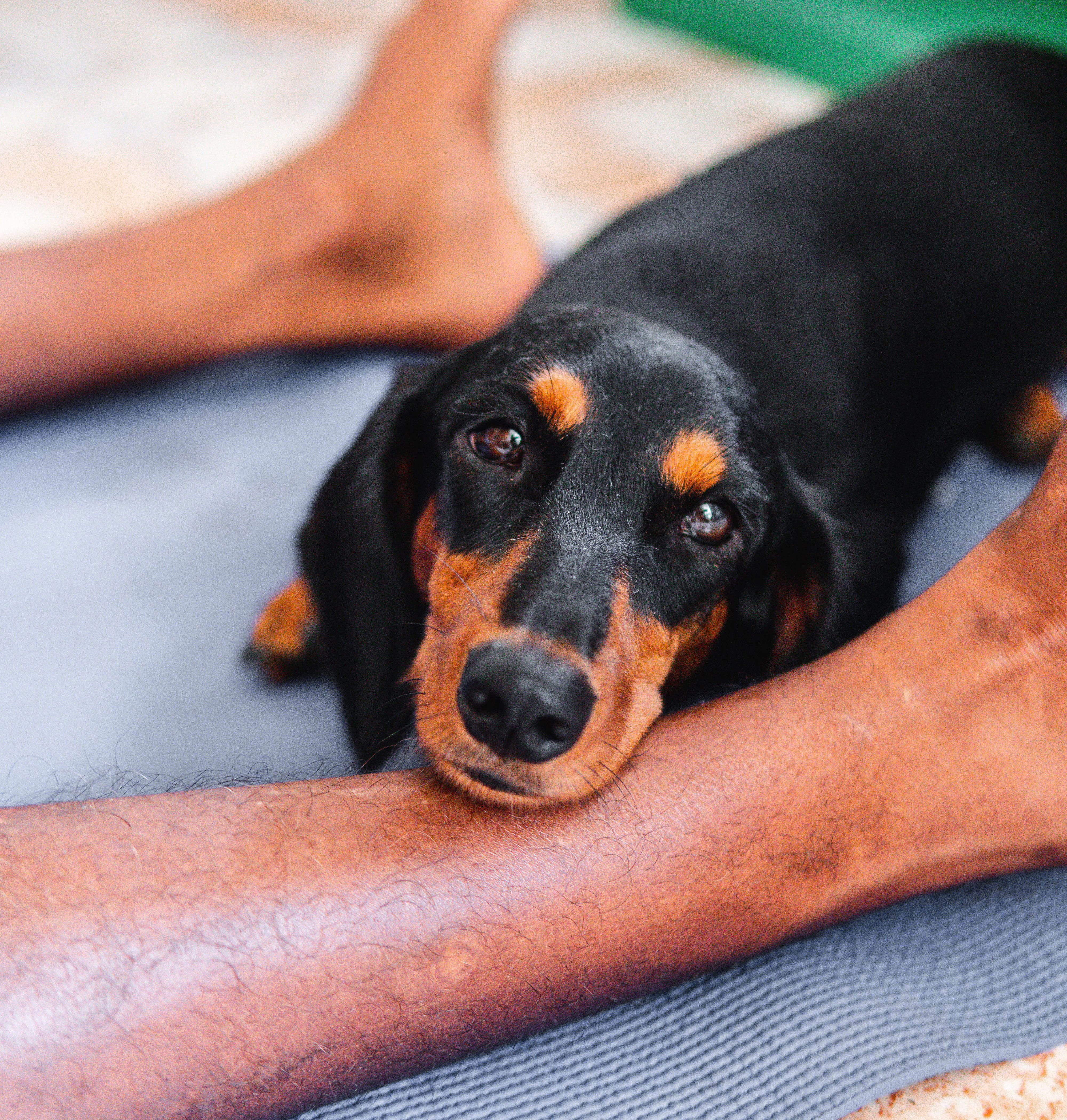 Dog laying at a person's feet, expressing companionship and affection.