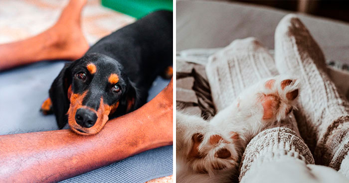 Why Do Dogs Lay At Your Feet and What It Means