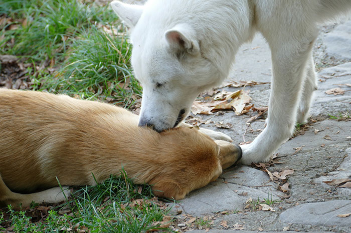 White dog licking another dog's ear outdoors, exploring canine behavior.