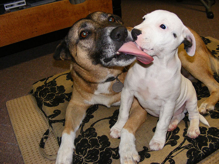 Two dogs displaying a natural behavior as one licks the other's ear on a patterned rug.