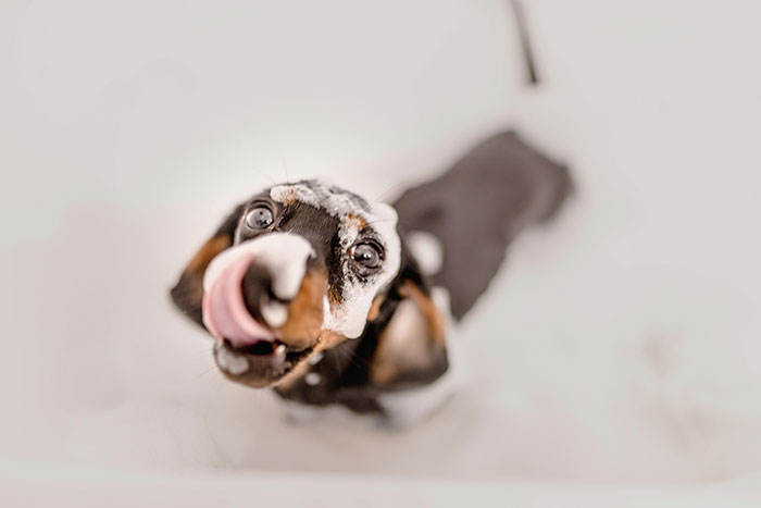Close-up of a dachshund dog with ears perked up, licking its nose, highlighting behavior related to dogs licking each other.
