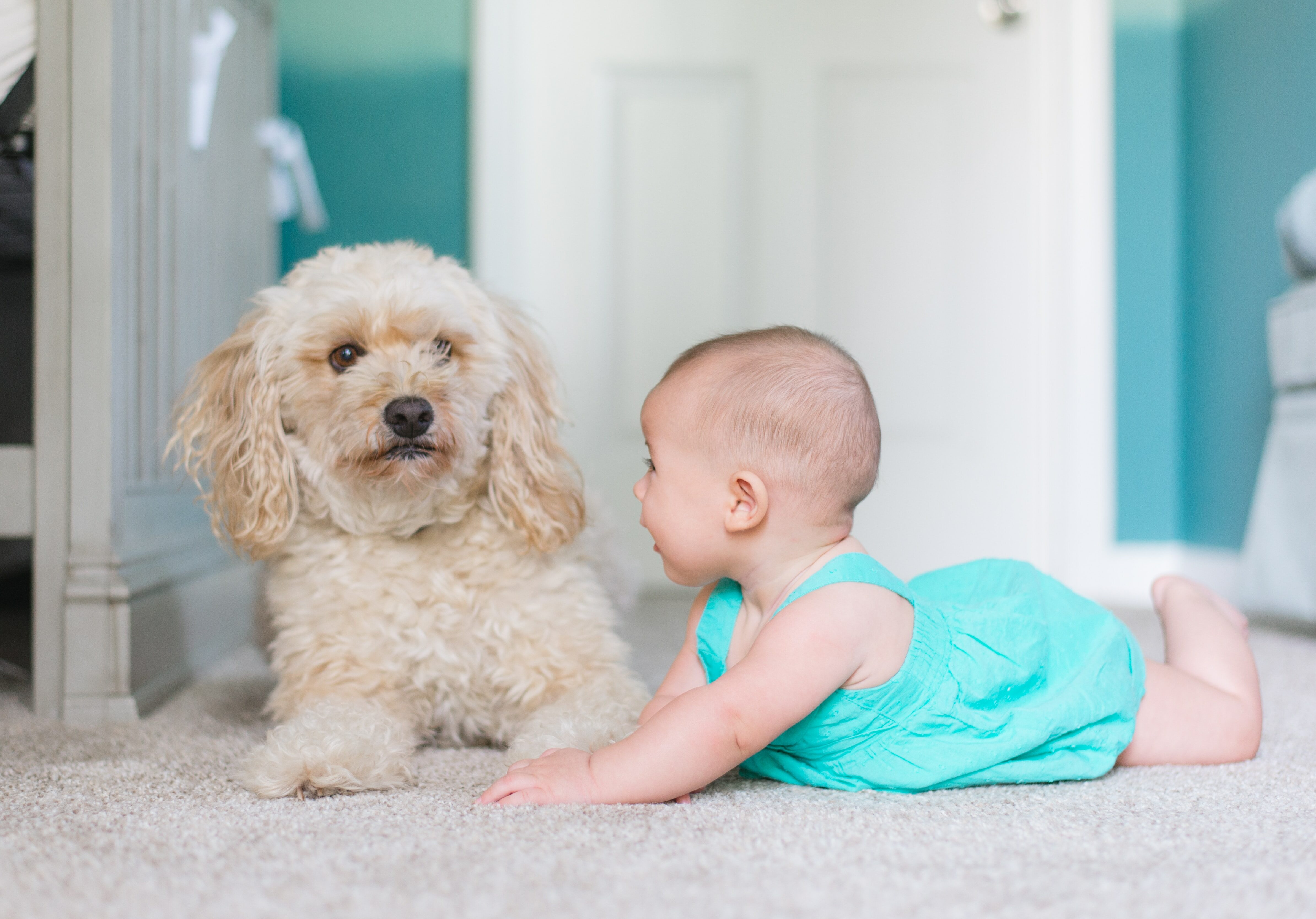 Dog and baby on carpet, highlighting canine protection and understanding.