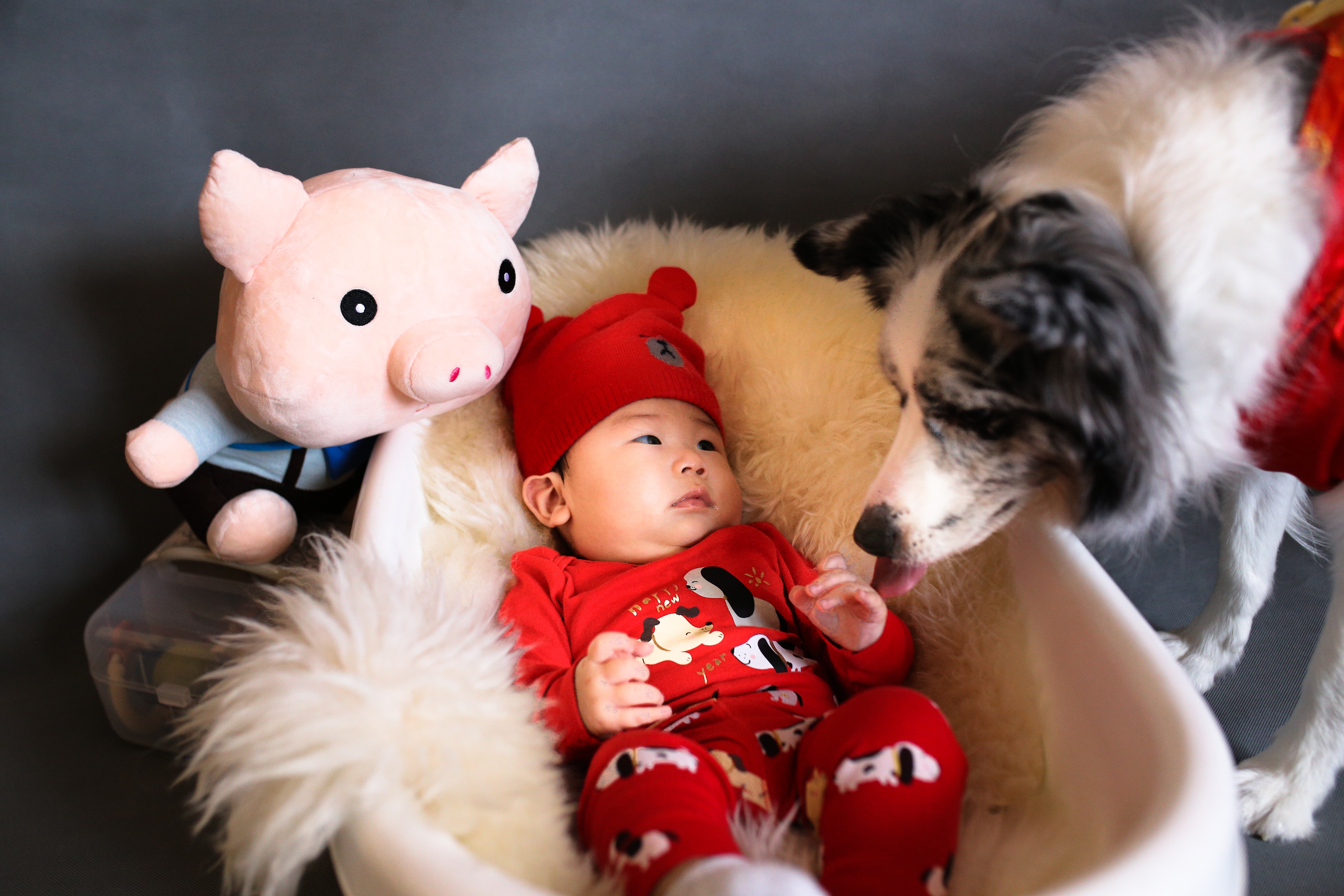 Dog curiously sniffing a baby dressed in red, illustrating dogs' protective nature towards babies.
