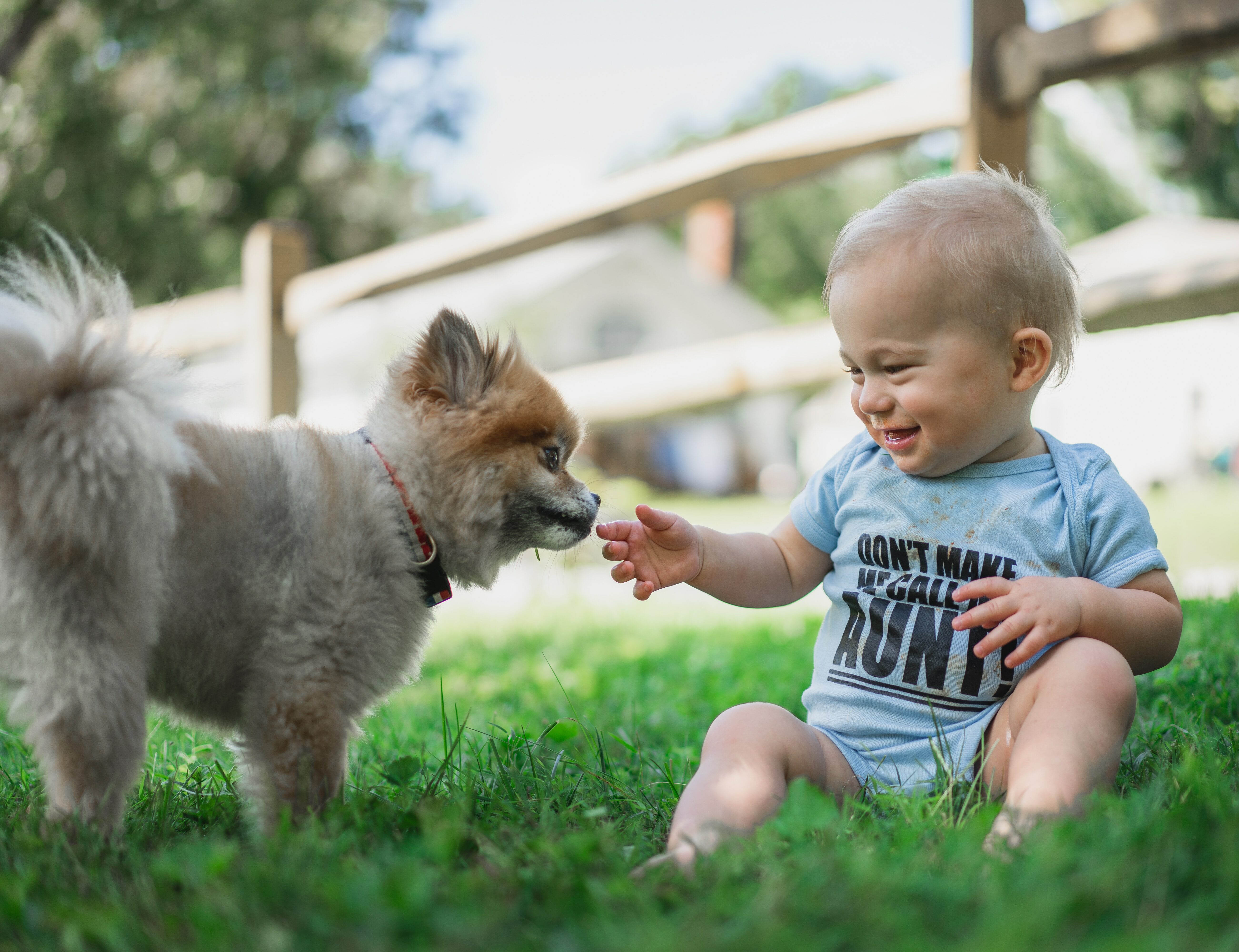 A dog and baby interacting on grass, highlighting dogs' protective nature towards infants.