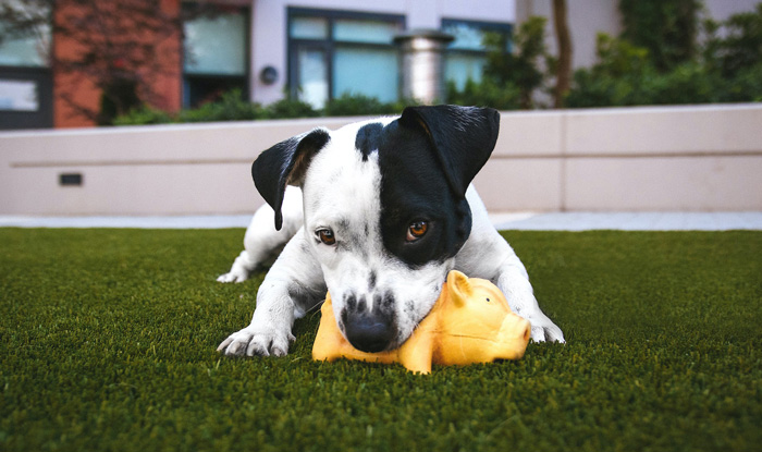 Dog chewing a squeaky toy Dog chewing a squeaky toy