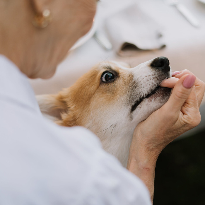 Corgi biting a human's finger 