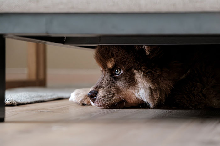 Dog with ears back, lying under furniture, displaying a calm yet cautious demeanor.