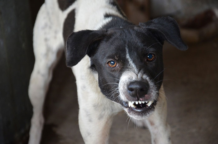 Dog with ears back, displaying aggression and showing teeth.